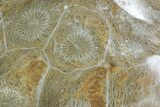 Polished Fossil Coral (Actinocyathus) - Morocco #85047-1